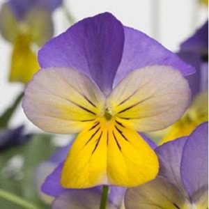 Viola Seeds 25 Viola Rebelina Blue Yellow Trailing Viola Gardening USA Shipping