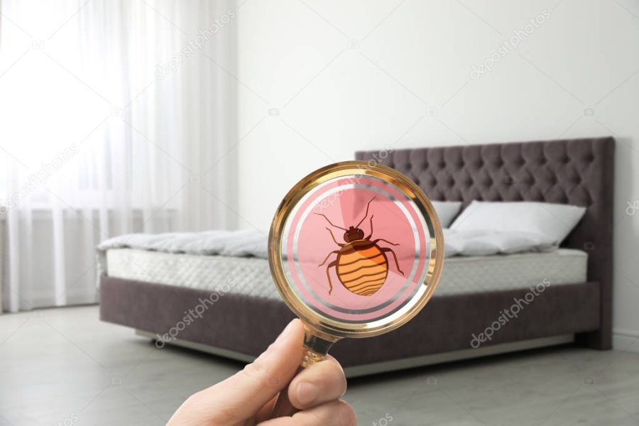 Woman with magnifying glass detecting bed bugs on mattress, closeup