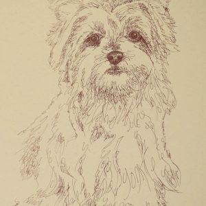 Yorkshire Terrier Dog Art Kline Signed Lithograph #36 Drawn from just words