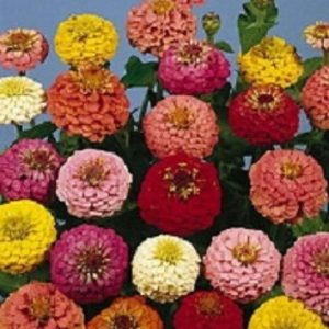 Zinnia Seeds 500 Seeds Zinnia Lilliput Mixture Flower Seeds Gardening USA Shippi