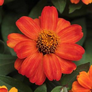 Zinnia Seeds Zinnia Zahara Xl Fire Heat Tolerant 25 Seeds Gardening USA Shipping