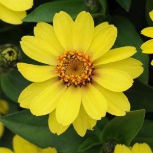 Zinnia Seeds Zinnia Zahara Yellow Heat Tolerant 25 Seeds Flower Seeds Gardening