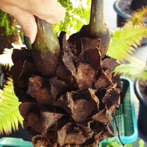 giant King fern Angiopteris evecta 1 Fresh root for growing ThailandMrk