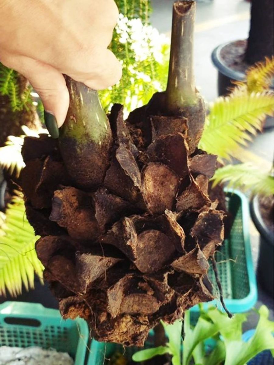 giant King fern Angiopteris evecta 1 Fresh root for growing ThailandMrk