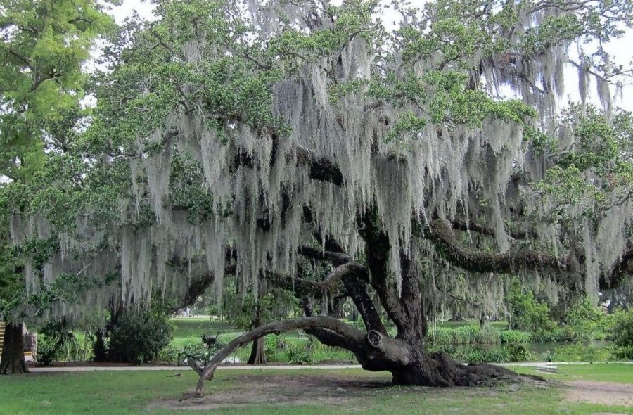 1 Gal. bag Fresh Live Spanish Moss from my trees in Florida