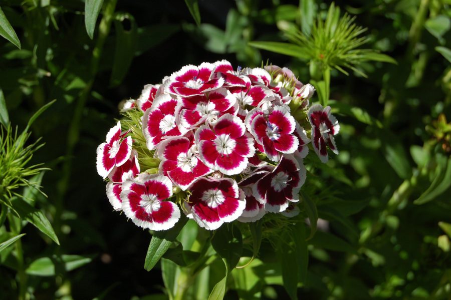 100 Dianthus Holborn Flower Seeds