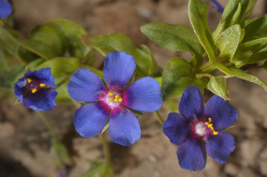 100 Seeds Blue Pimpernel (Anagallis Arvensis Caerulea)