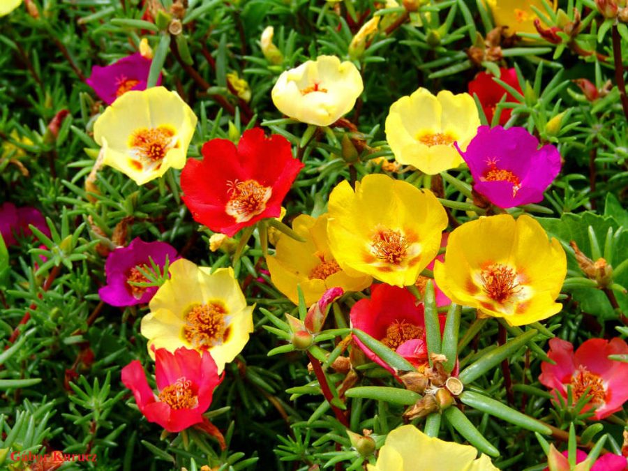 100 Seeds - Rose Moss Portulaca - Mixed