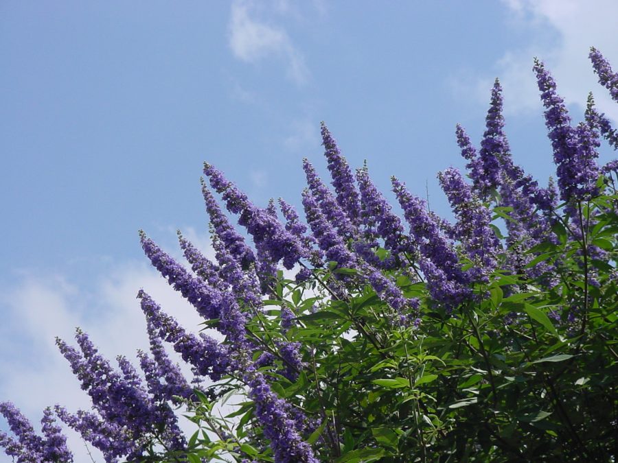 15 Seeds - Southern Lilac - Vites Agnus Castus - Monk's Pepper - Chaste Tree