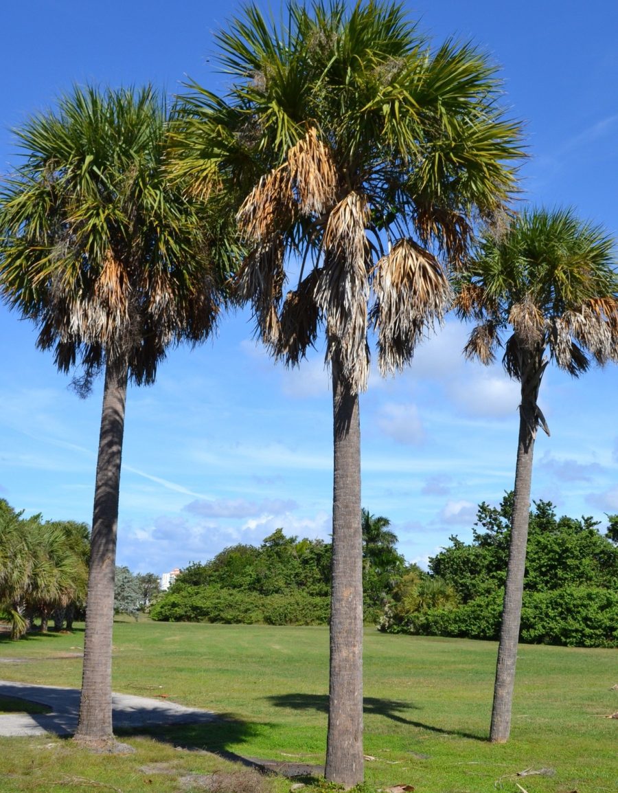 2 live plant Sabal Palm Tree cabbage palm 6" bare root blue / Carolina palmetto