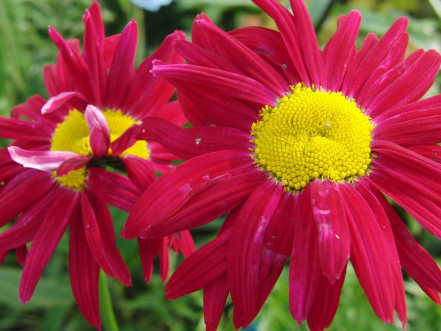 200 Red Chrysanthemum Robinson's Flower Seeds