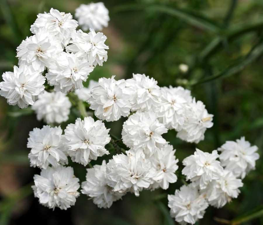 200 Yarrow Achillea The Pearl Flower Seeds