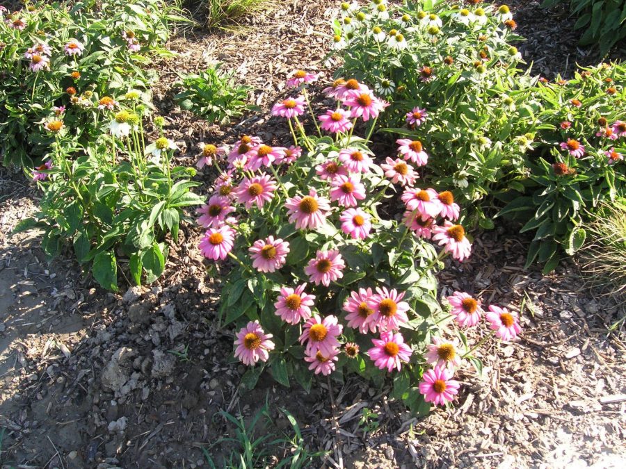 25 Echinacea Magnus Magenta ( Echinacea purpurea ) Coneflower Perennial Seeds