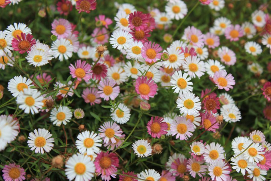 25 Erigeron Karvinskianus Profusion Flower Seeds