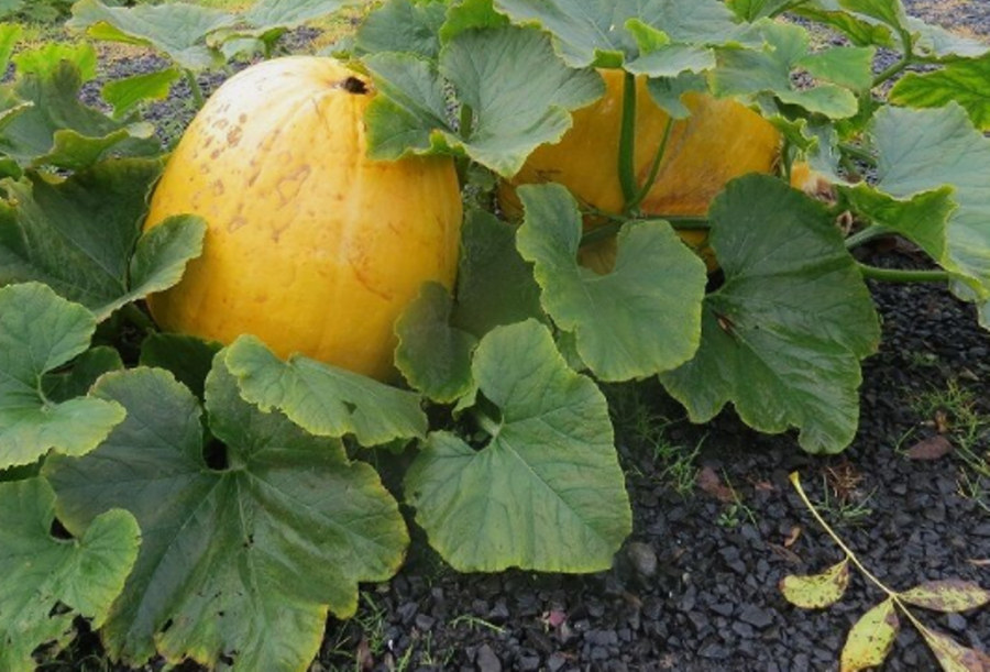 25 Pc Seeds Giant Pumpkin Vegetable Plant, Large Pumpkin Seeds for Planting | RK