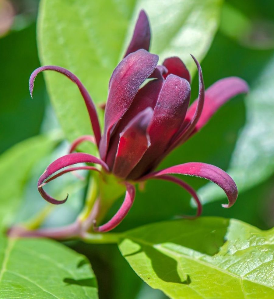 3" Live Starter Plant Sweetshrub - Calycanthus California Allspice Fragrant