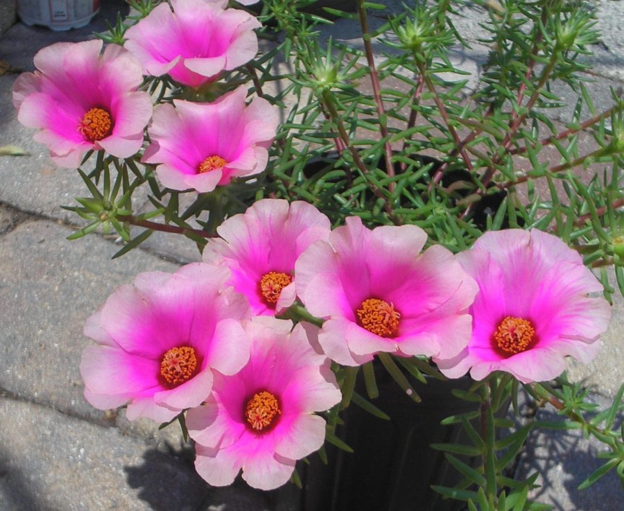 4 Cuttings - Portulaca Purslane Moss