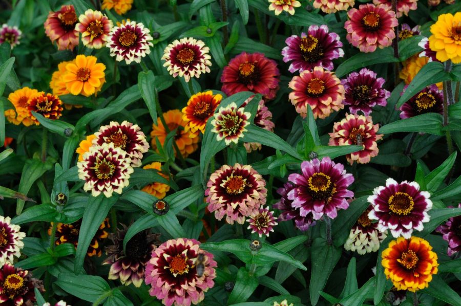 40 Mixed Zinnia Aztec Flower Seeds