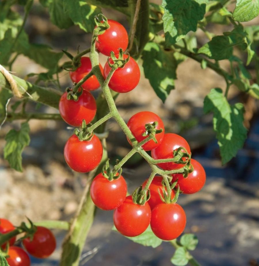 40 Organic - Florida Everglades Tomato Fresh Seeds