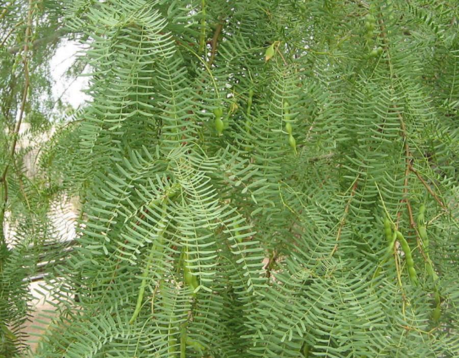 5 Pc Seeds Honey Mesquite Plant, Prosopis Glandulosa Seeds for Planting | RK