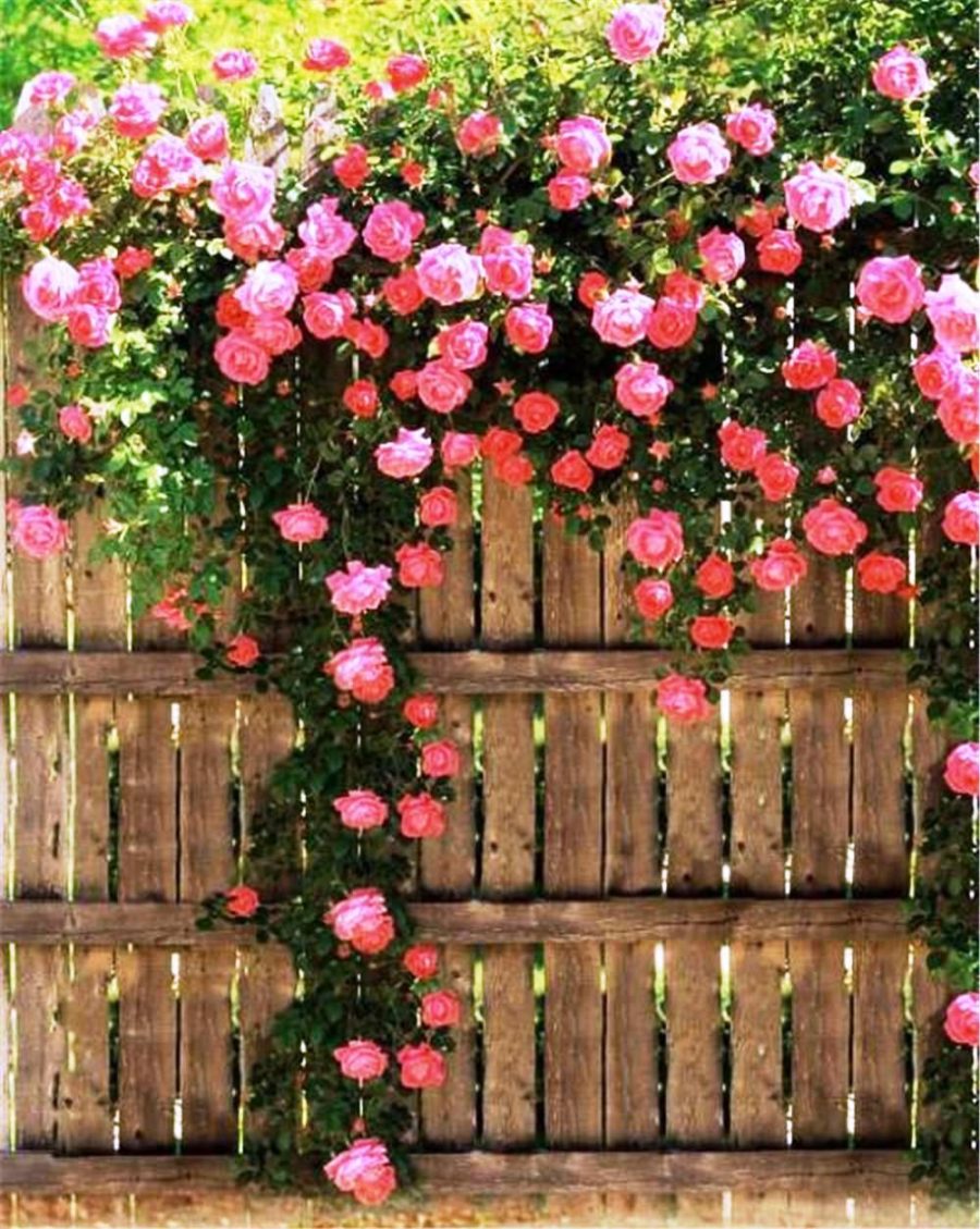 50 Climbing Roses Flower Seeds