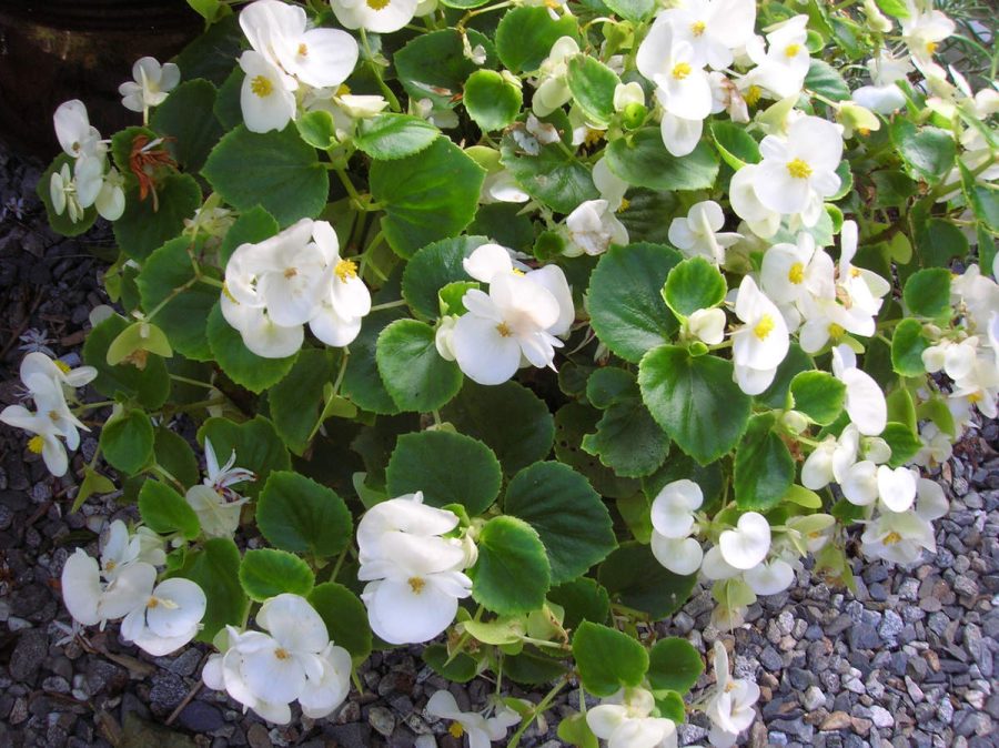 50 White Begonia Flower Seeds