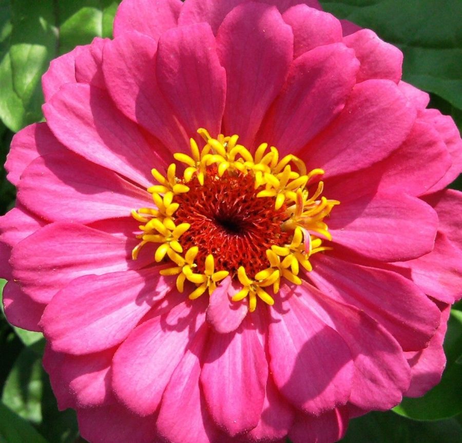 50 pcs Zinnia Flower Seeds Giant Pink, Red, Purple Yellow Colorful Mix