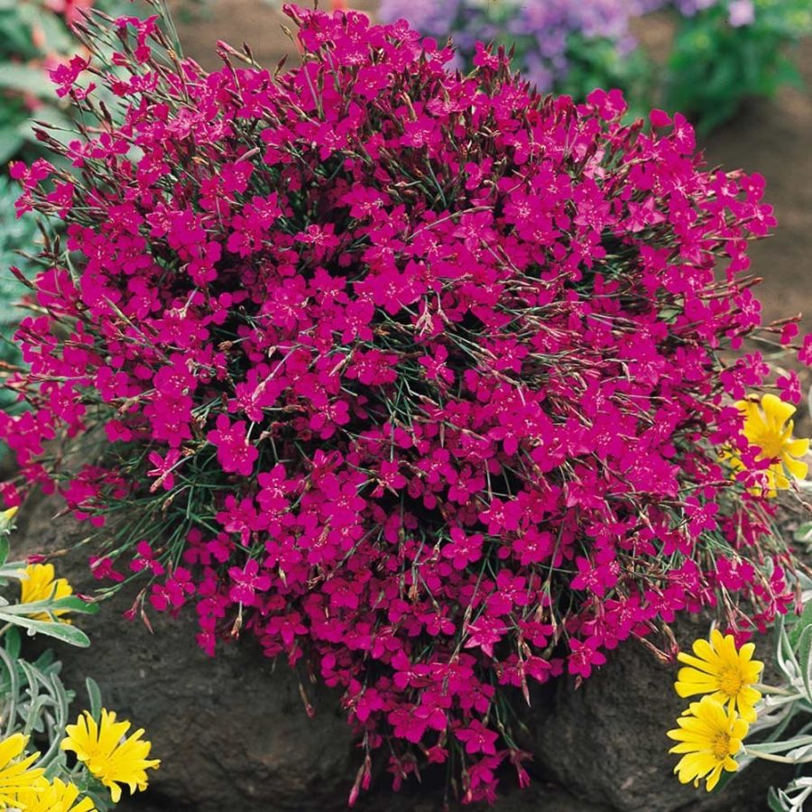 500 seeds Dianthus deltoides 'Maiden Pinks'