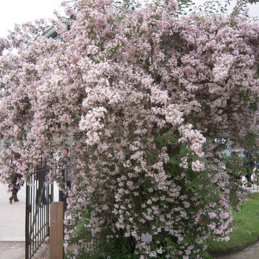 Beautybush Kolkwitzia Amabilis Ornate Flowering Shrub Prizebonsai Privacy Shrub