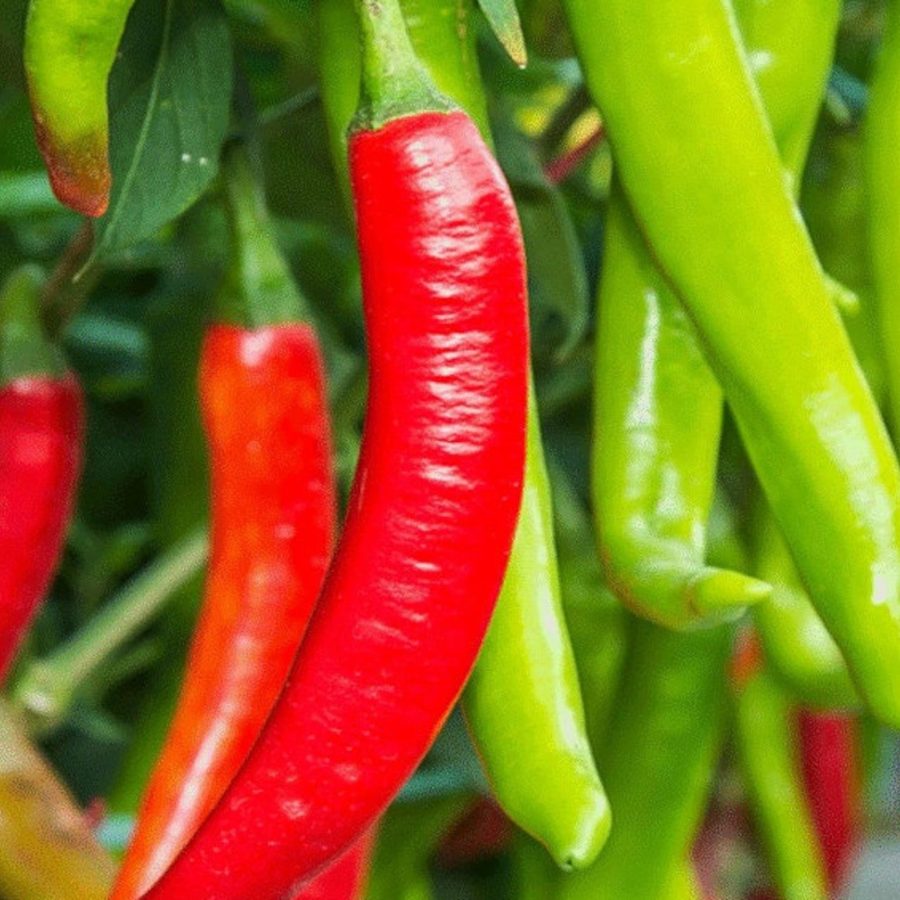 Cayenne Large Red Thick Pepper Seeds 5 000 Scoville Spicy Red Green Hot Chili Ve