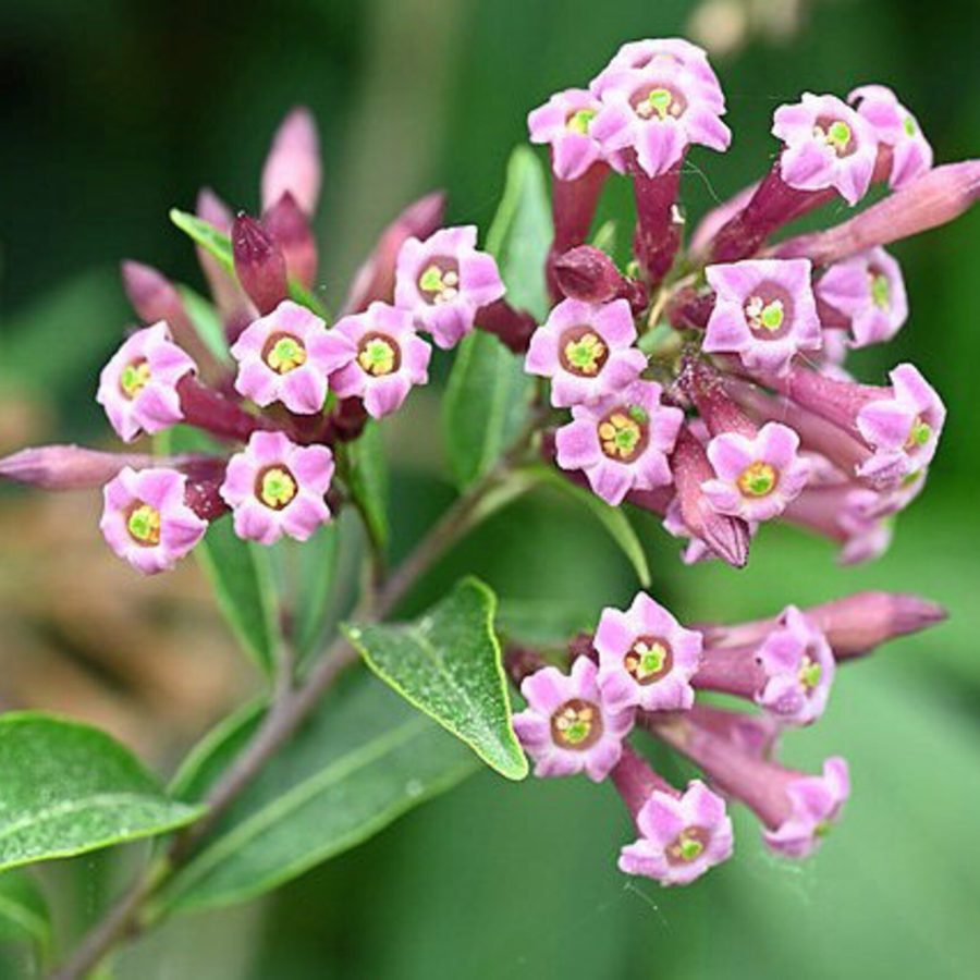 Cestrum Elegans Smithii Pink Cestrum 10 Seeds Garden