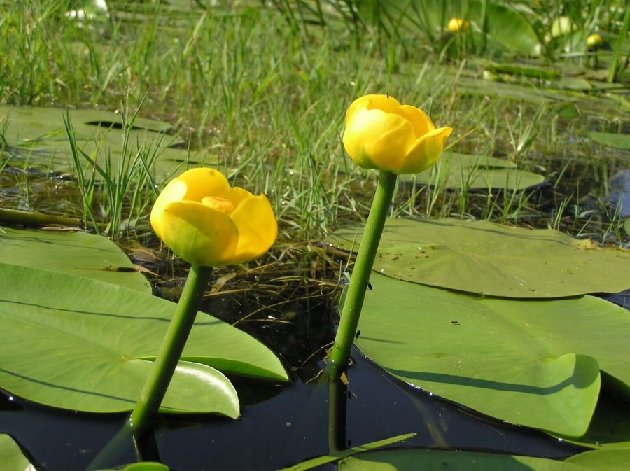 FREE SHIPPING 1 BAREROOT NUPHAR LUTEA YELLOW WATER LILY LIVE PLANT