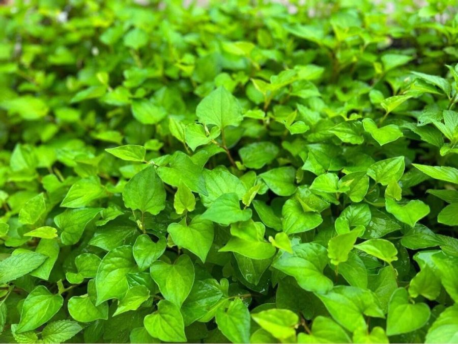 Fish Mint Houttuynia Cordata Chameleon Plant 300+ Seeds 2023 Usa Garden Fresh