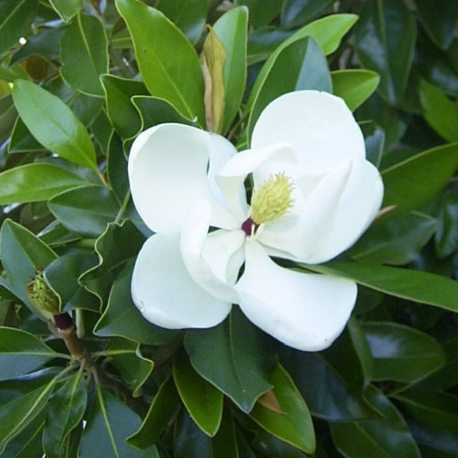 Kay Parris~~Evergreen Southern Magnolia Grandifolia Tree~ 20-28 inch tall~ Very