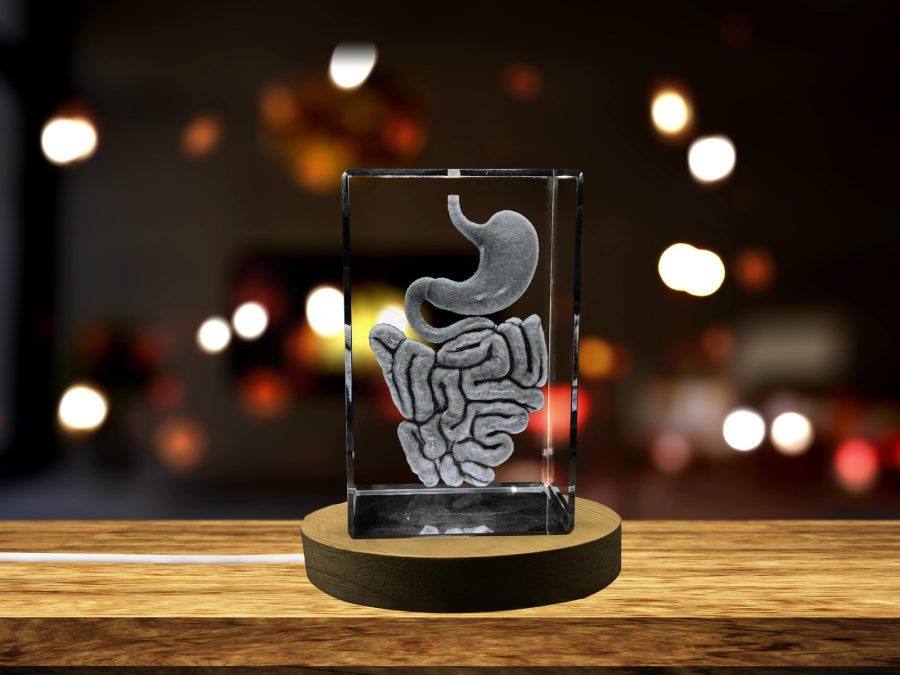 LED Base included | Intestine 3D Engraved Crystal Keepsake