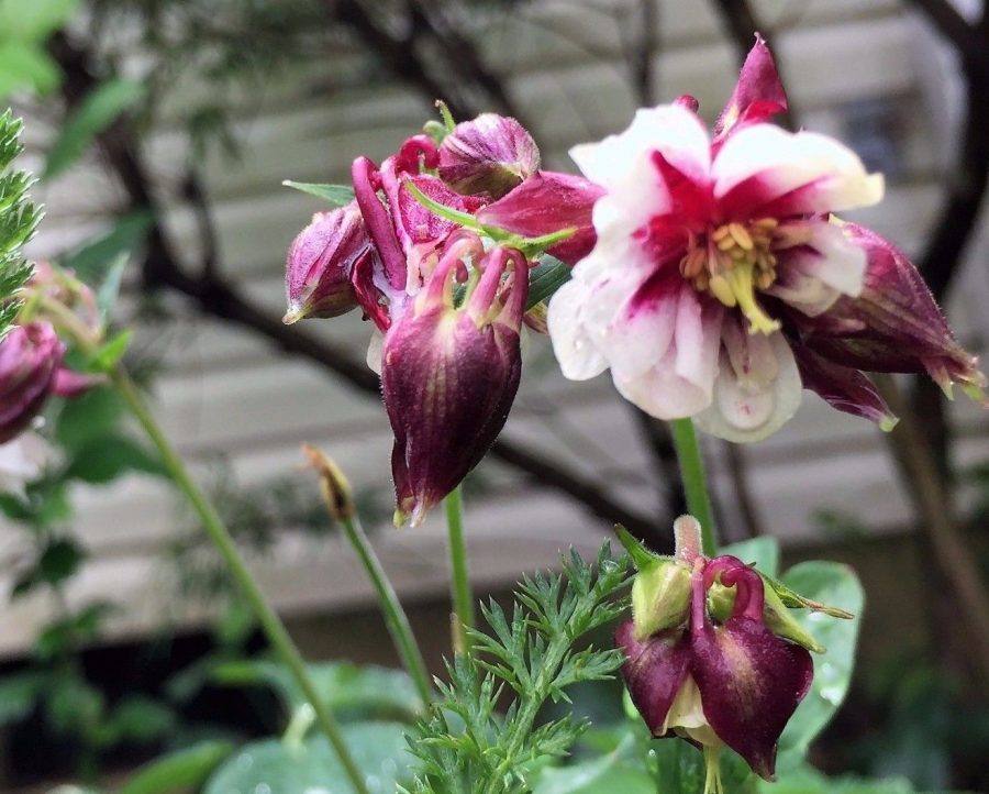 Mckana's Giant Columbine (Aquilegia) Flower Seeds Mix Easy-to-Grow Perennial 100