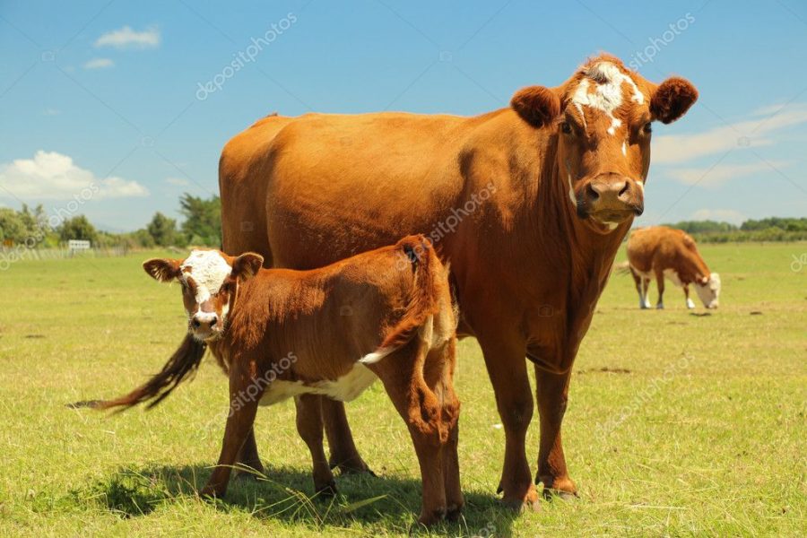 Mother Cow & Calf