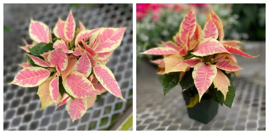 New - Poinsettia Cream and Pink ('Christmas Joy Marble')