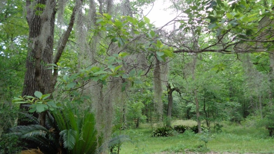 Organic Spanish Moss - Live Air Plant -Overstuffed Gallon Bag-We pick when U Buy