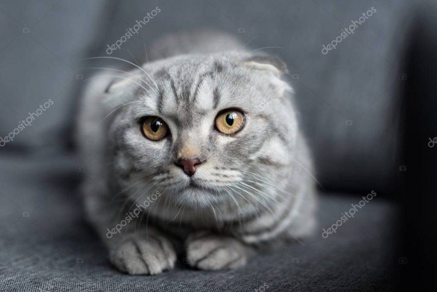 scottish fold cat