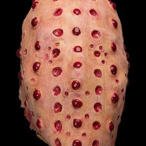Adult Trypo Mask