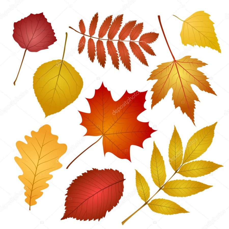 Autumn leaves isolated on white background