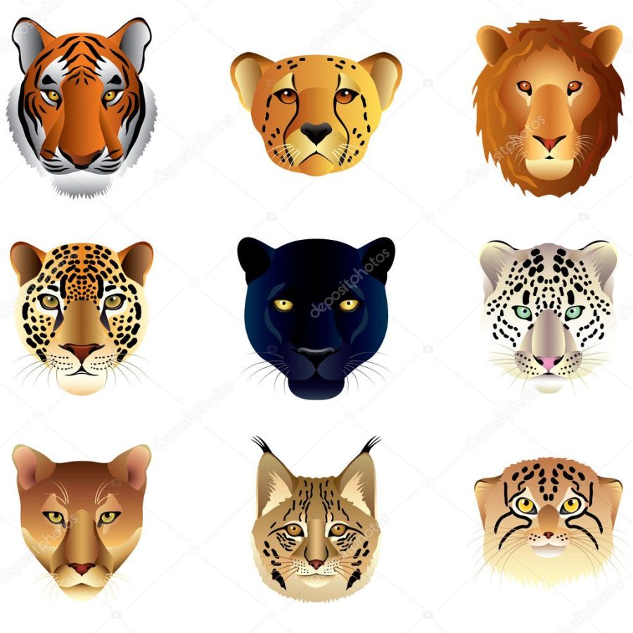 Big cats heads vector set