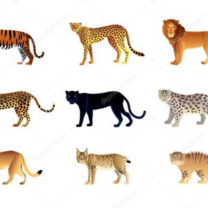Big cats vector set