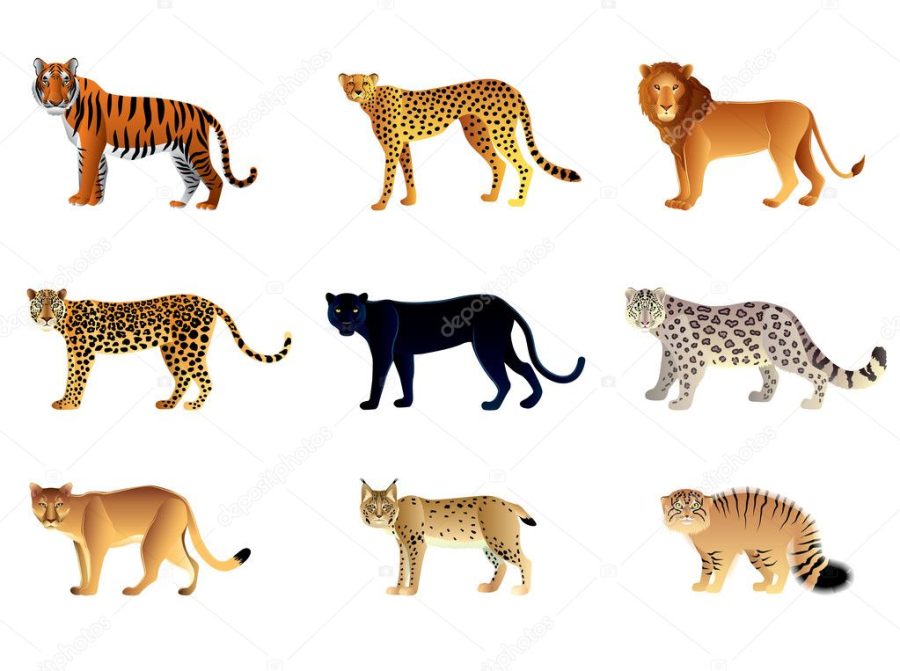 Big cats vector set