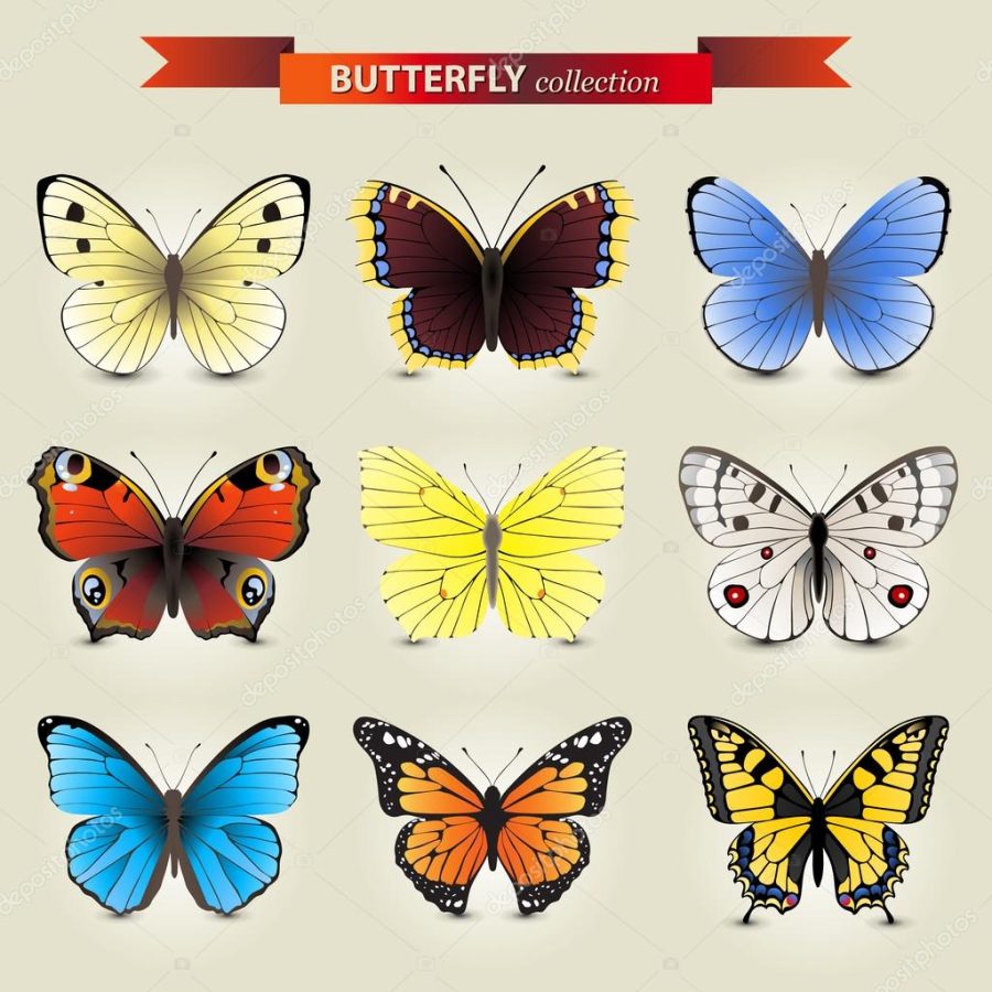 Butterfly collection