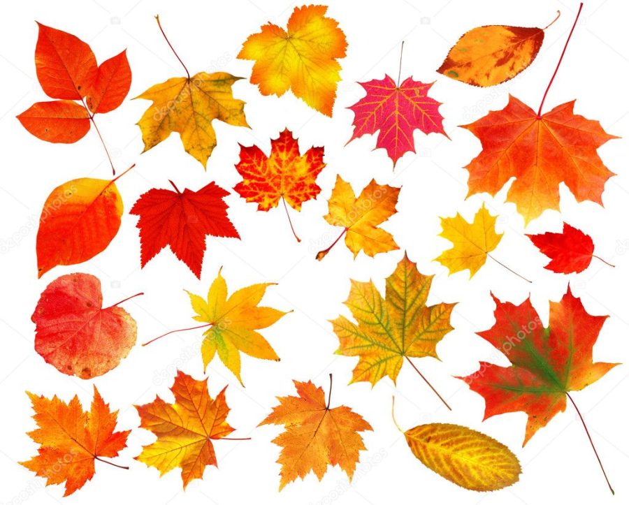 Collection beautiful colourful autumn leaves isolated on white b