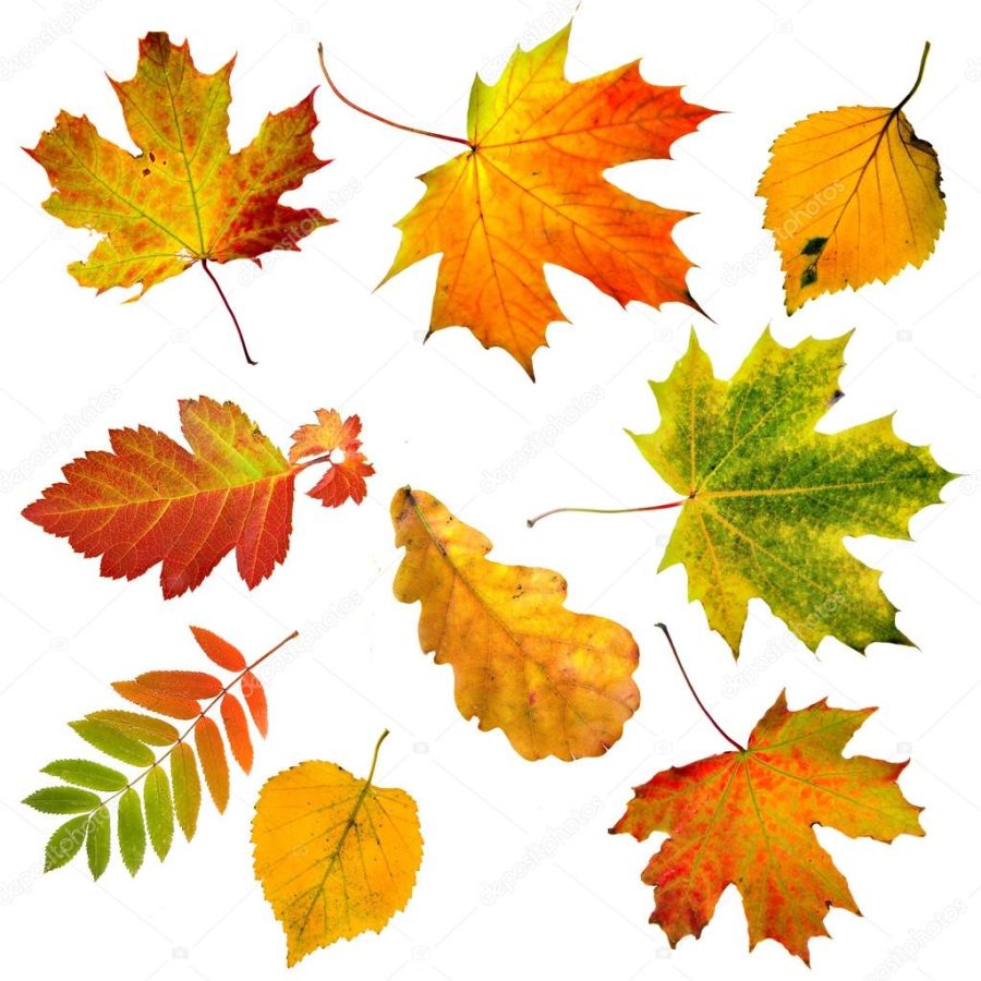 Collection beautiful colourful autumn leaves isolated on white background