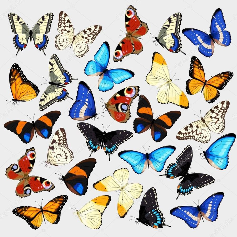 Collection of butterflies