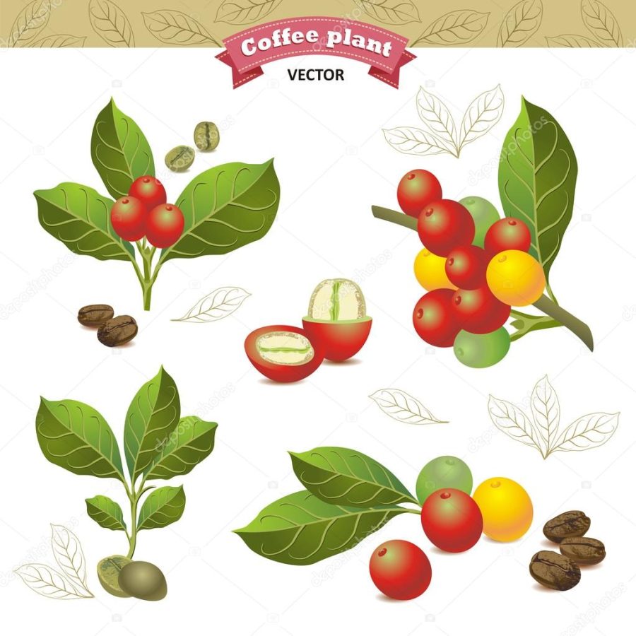 Collection of coffee beans on a branch of coffee tree, ripe and unripe berries isolated on white background.